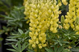 Lupin 'Mini Yellow' 